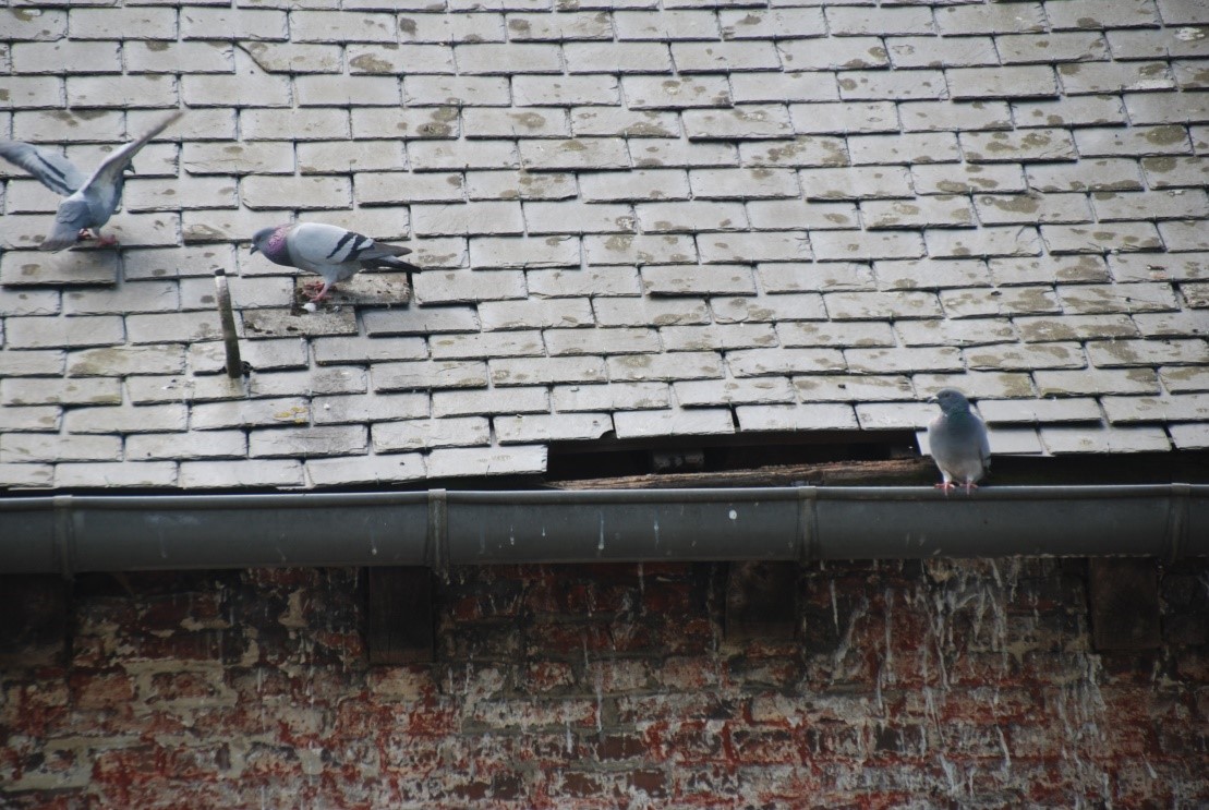 Chapelle a oie pigeons