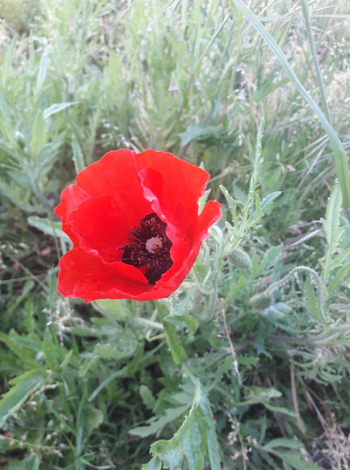 Coquelicot paix stop